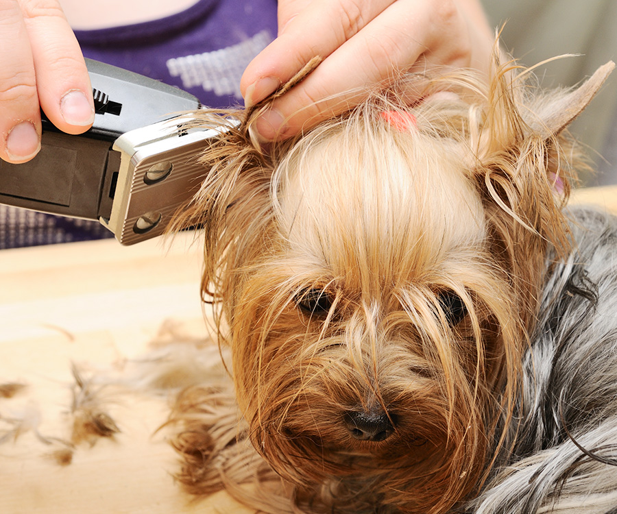 Yorkshire Terrier getting his hair clipped at the groomer