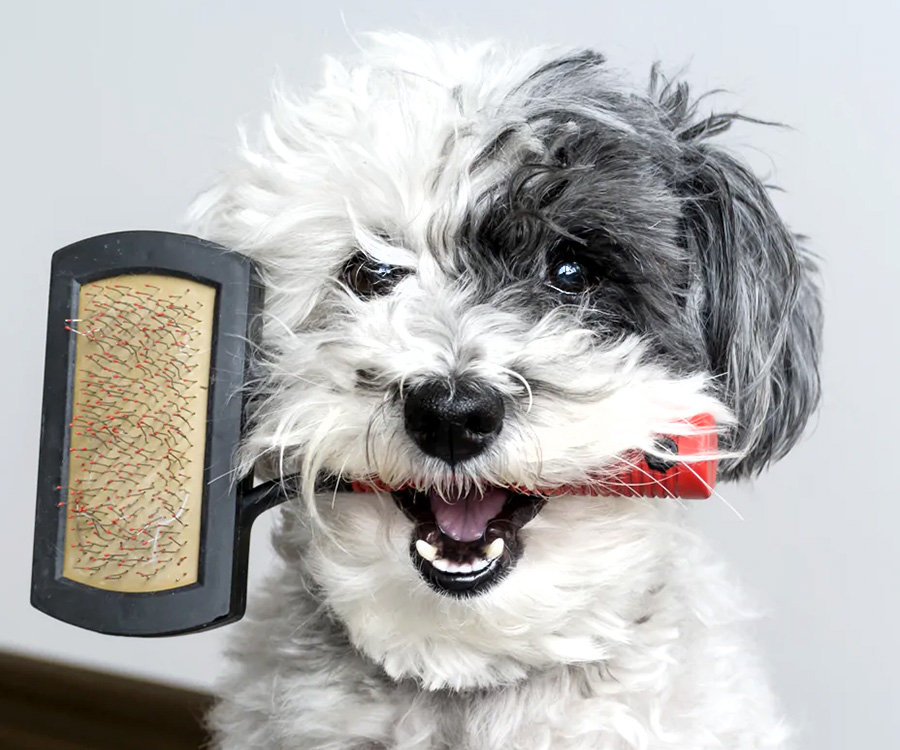 Choosing the Right Brush for Your Dog