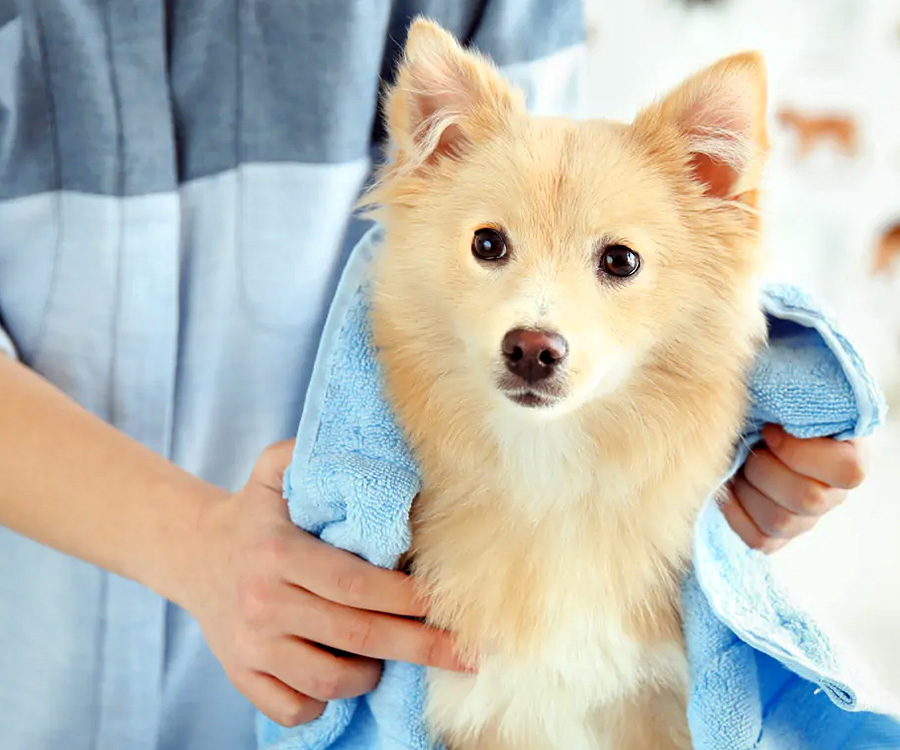 Dog being groomed and dried with a blue towel by owner