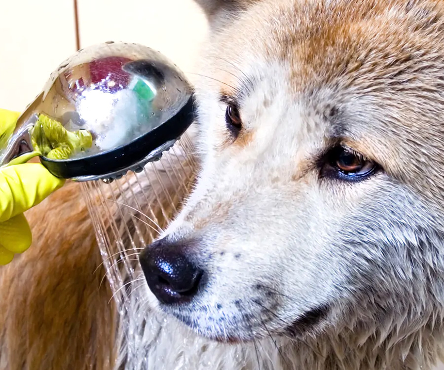 Dog sprayed by a skunk, being washed in bath tub by owner wearing yellow gloves.