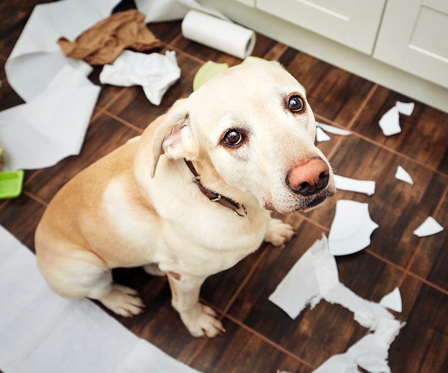 Dogs with separation anxiety or stress can be destructive, such as this Labrador retriever guilty looking after he broke plate and tore rolls of paper.