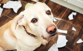 Labrador retriever guilty looking after he broke plate and tore rolls of paper.
