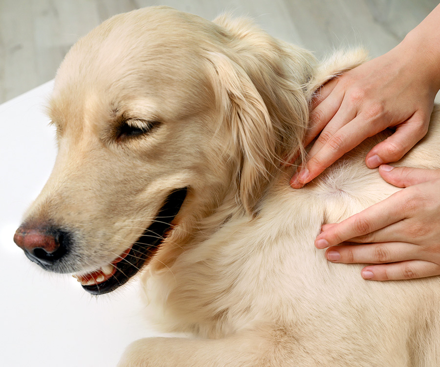 Woman checking dog's coat and skin