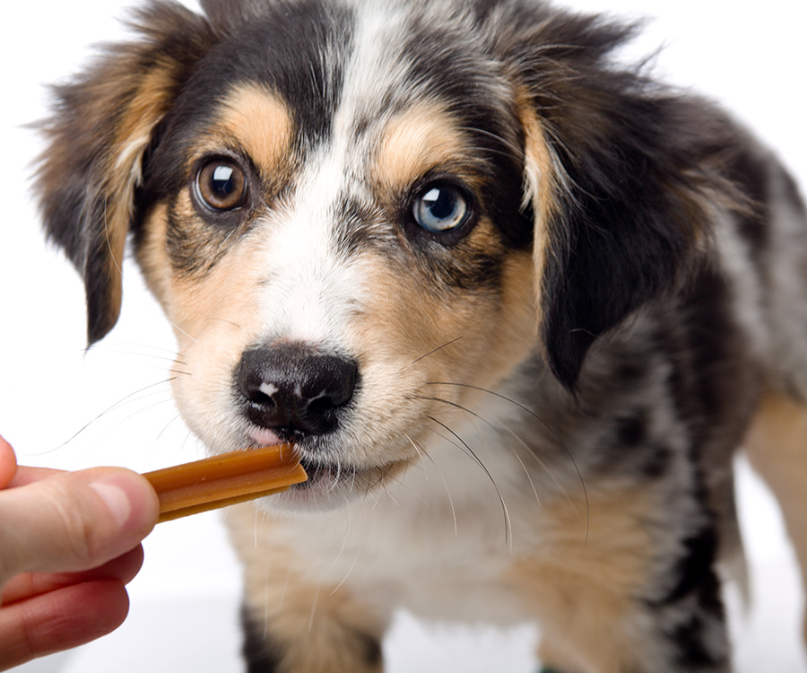 A woman feeding a dentatreat stick to an australian shepherd puppy