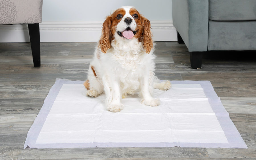 Dog using a Hartz Home Protection Odor Eliminating dog pad. Use when pad training a dog.