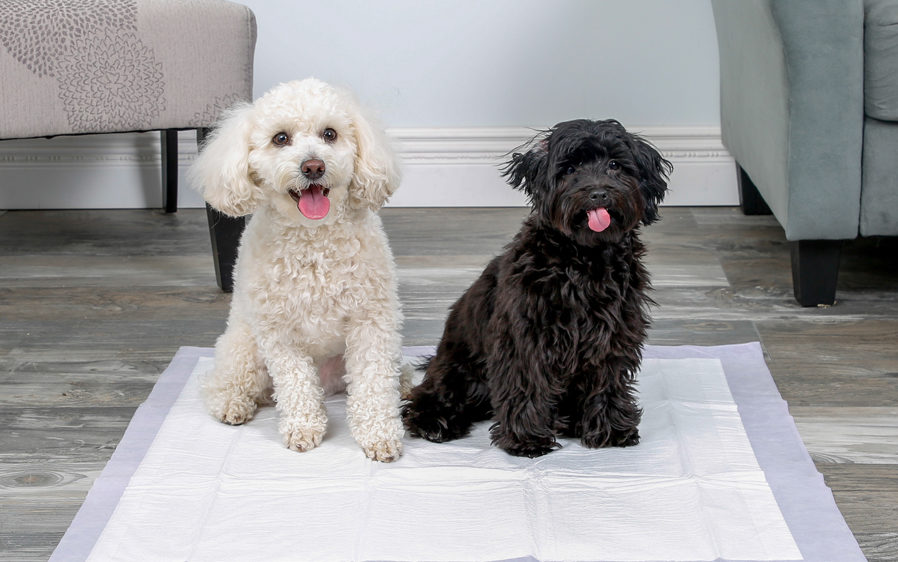 Two dogs demonstrating a Hartz Home Protection Odor Eliminating dog pad.