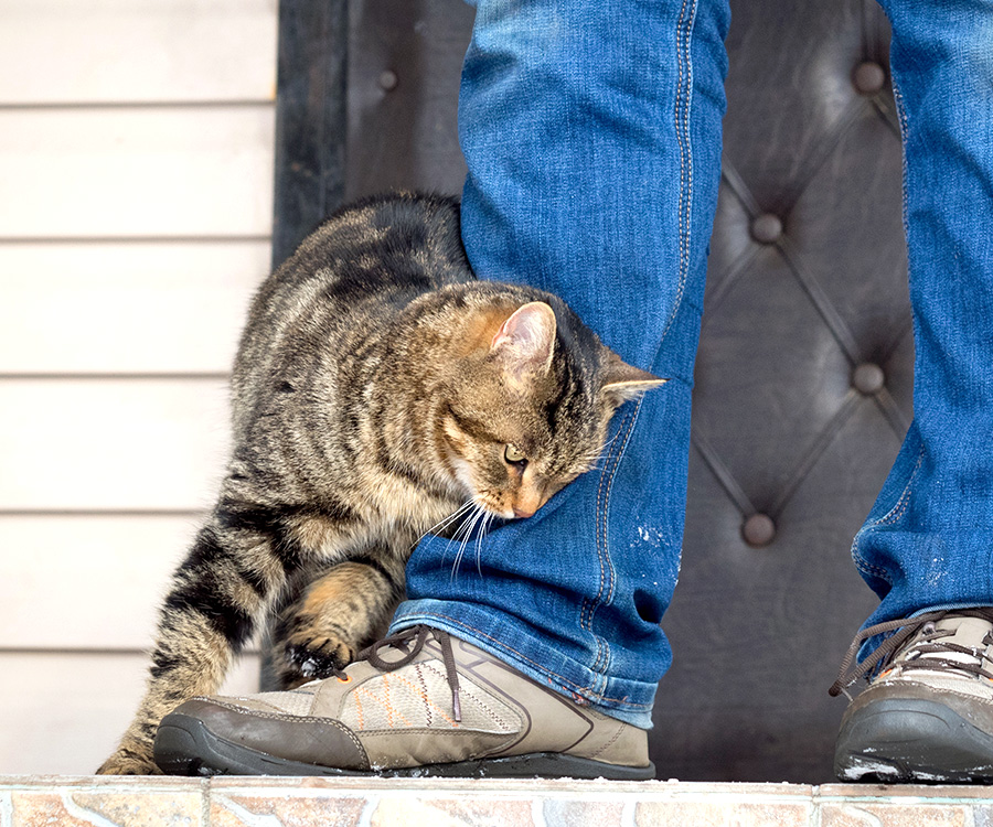 How to bond with your cat - Man bonds with cat who rubs against his leg