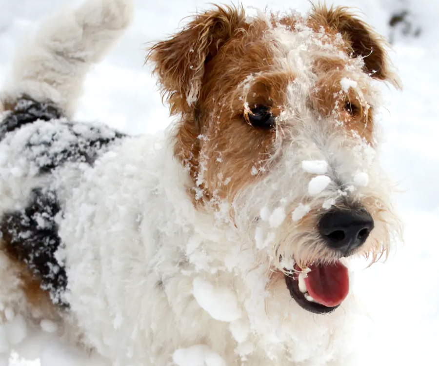 Dog in Winter Snow