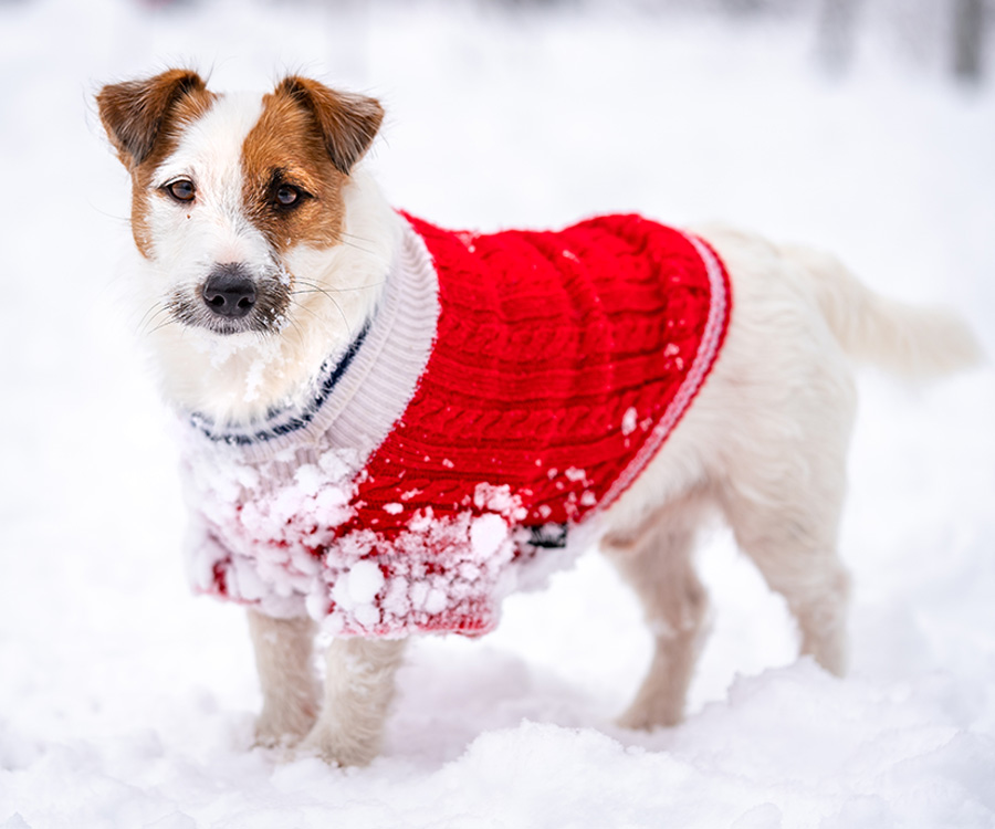 Jack russell terrier wear in red sweater during walking with snow on Winter