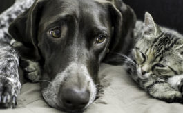 Dog and cat lying next to each other