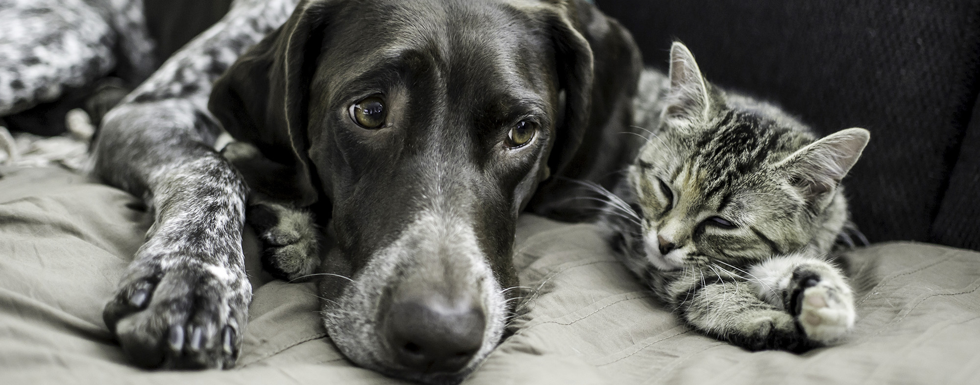 Dog and cat lying next to each other