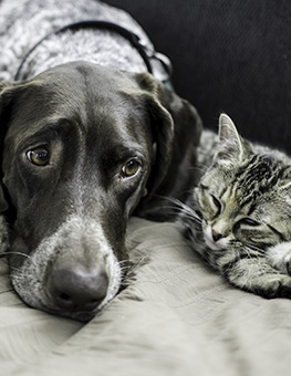 Dog and cat lying next to each other