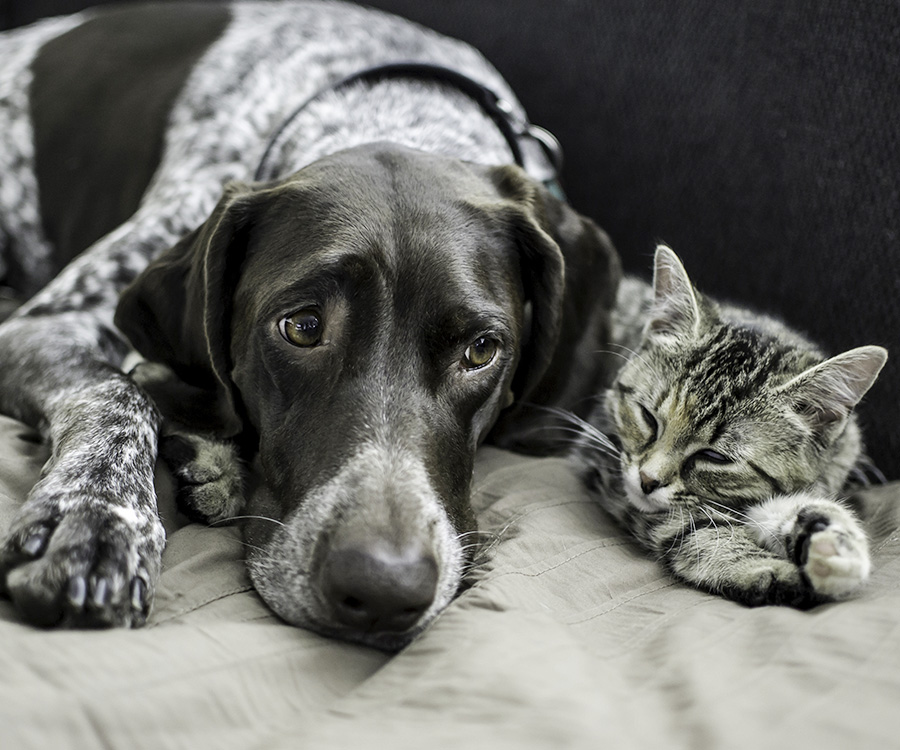 Closeup of dog and cat lying next to each other - Consider becoming a pet foster parent