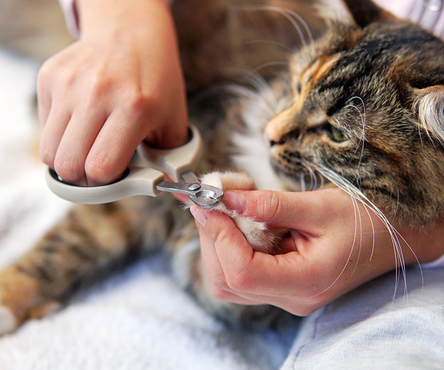 Pet nail trimming - Cat getting nail trimmed