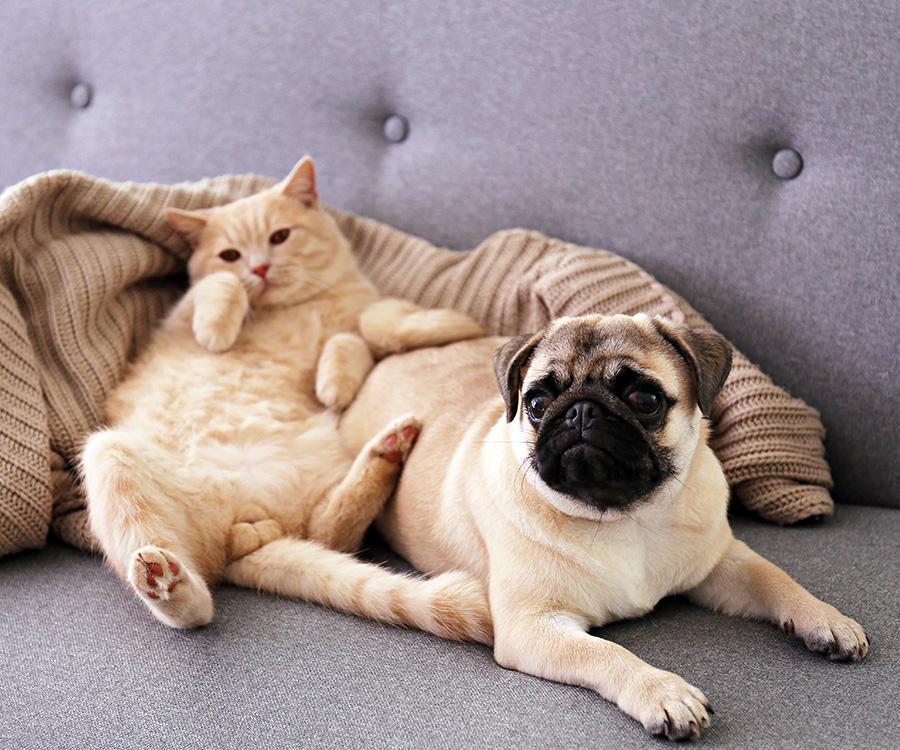 Pet shedding - Scottish fold cat & pug on grey sofa