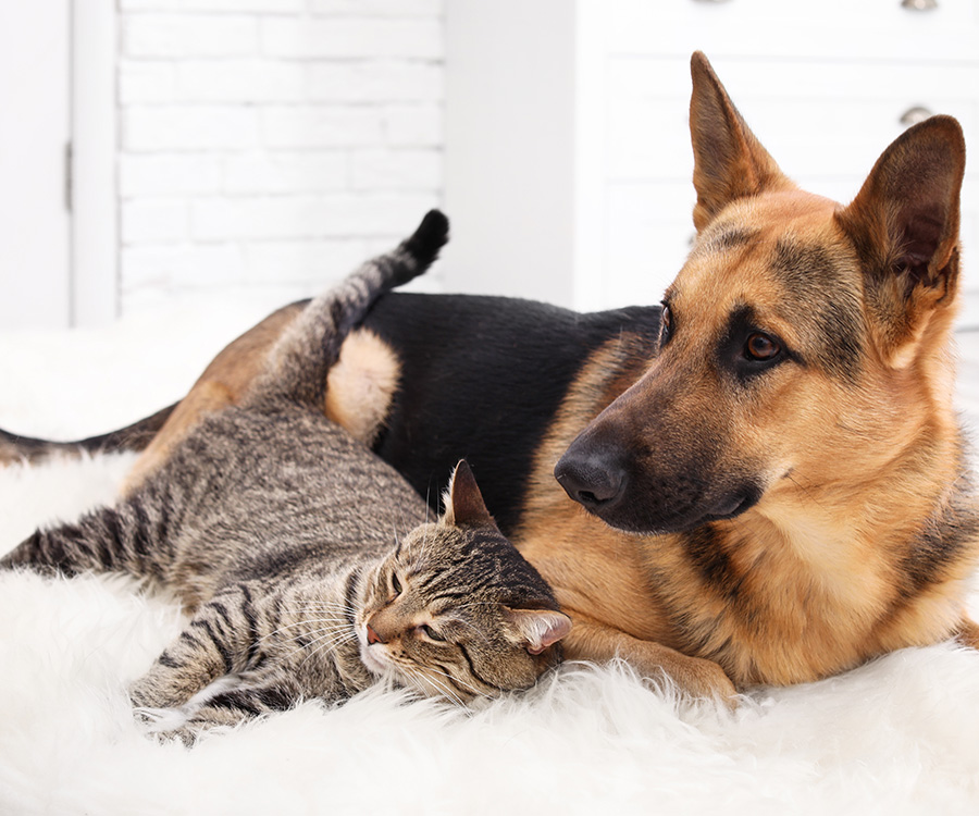 Pet shedding - cat and dog resting together