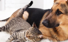 Pet shedding - cat and dog resting together