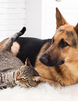 Pet shedding - cat and dog resting together