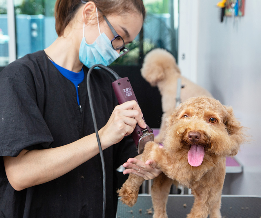 Professional pet grooming a purebred toy poodle puppy in pet salon