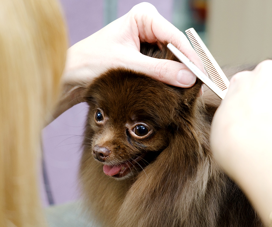 Closeup of woman's hands - professional pet grooming dog breed Chow Chow with black hair