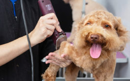 Professional pet grooming a purebred toy poodle puppy in pet salon