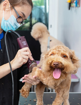 Professional pet grooming a purebred toy poodle puppy in pet salon