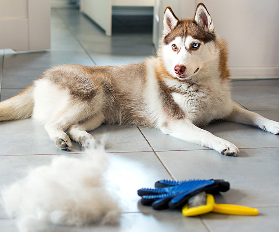 Dog hair removed from Siberian husky lying on floor before dog comb