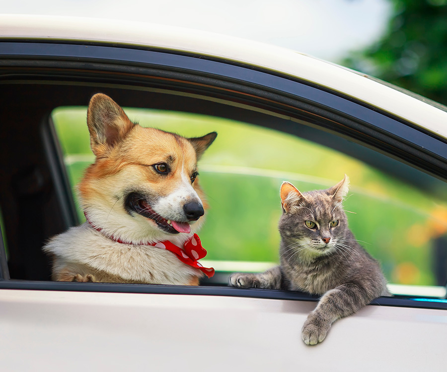 Traveling with a pet - corgi dog puppy and a cute tabby cat leaned out of a car window