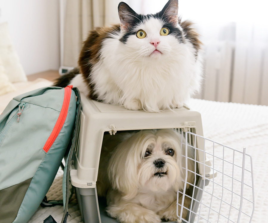 Traveling with a pet - Small dog maltese in carrier with cat and bag waiting to go on a trip