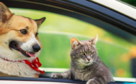 Traveling with a pet - corgi dog puppy and a cute tabby cat leaned out of a car window