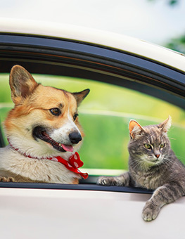 Traveling with a pet - corgi dog puppy and a cute tabby cat leaned out of a car window