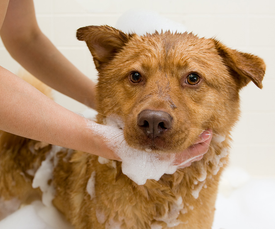 Black Labrador Retriever dog shampooed by owner