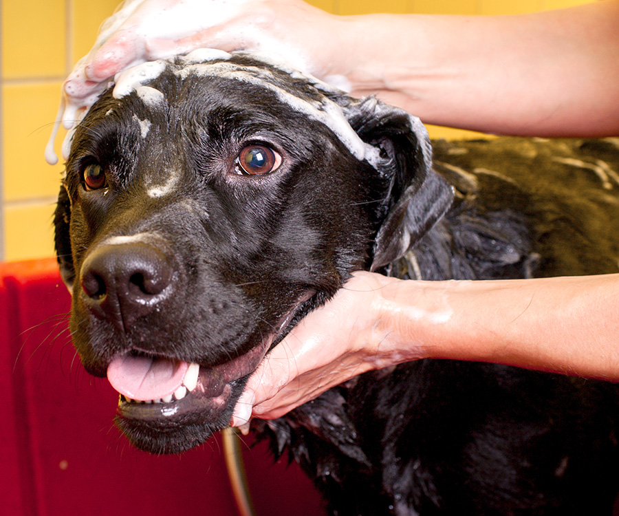 Owner bathing canine with dog shampoo
