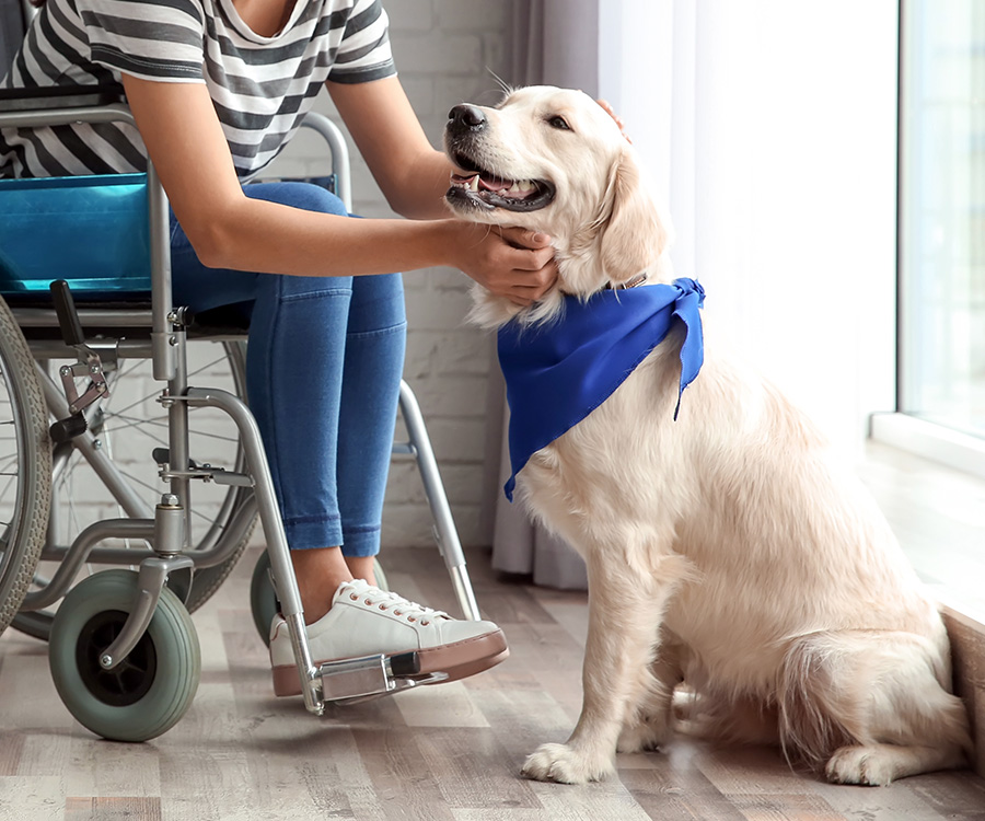 Young woman in wheelchair with assistance dog indoors