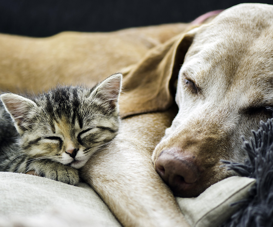 Cat and dog get along, sleeping next to each other