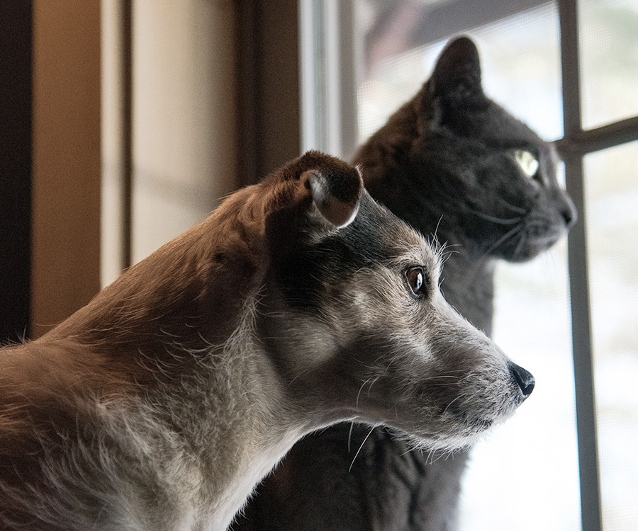 Cat Dog Indoor bathroom solutions - Cat and dog looking out window