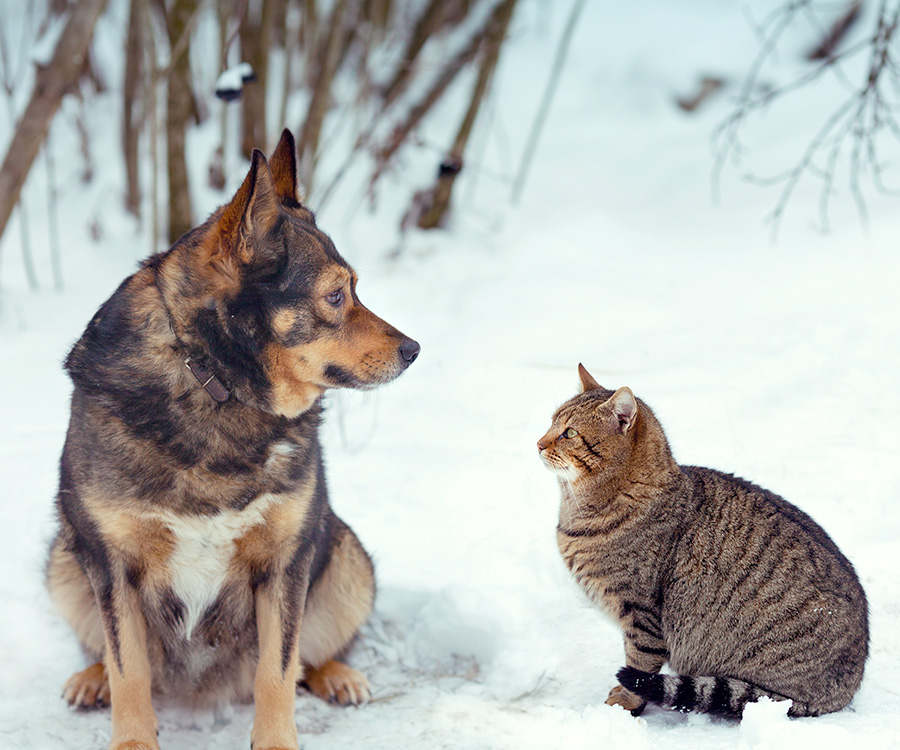 Cat Dog Indoor bathroom solutions - Dog and cat looking to each other in the snow