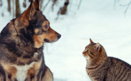 Indoor bathroom solutions - Dog and cat looking to each other in the snow