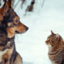 Indoor bathroom solutions - Dog and cat looking to each other in the snow