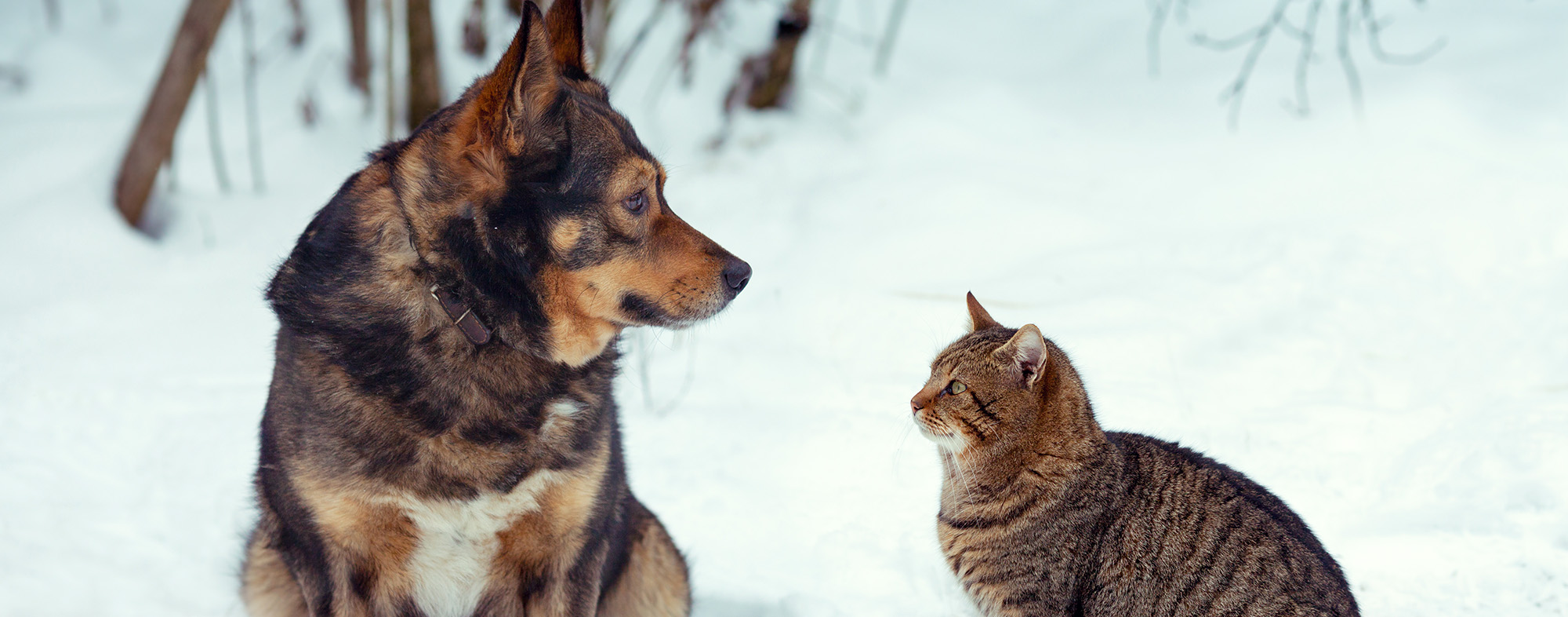 Indoor bathroom solutions - Dog and cat looking to each other in the snow