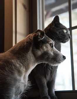 Indoor bathroom solutions - Cat and dog looking out window