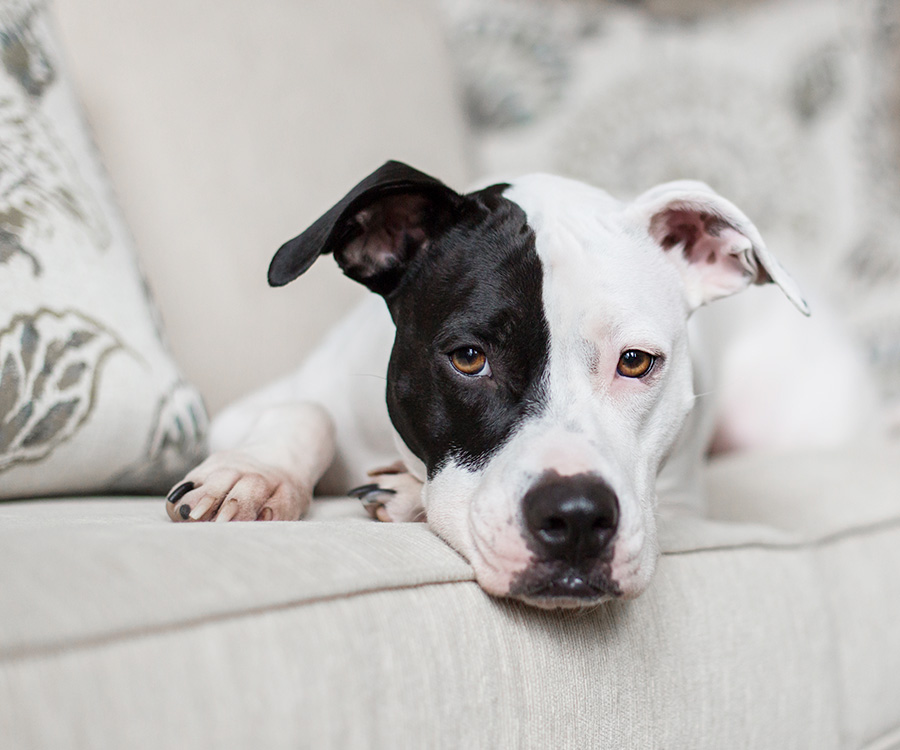 Dog Proof Furniture - Dog lays on the couch