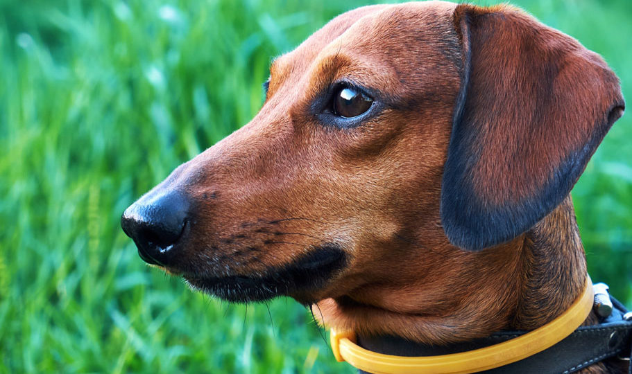 Small dog in the grass where fleas can be found.