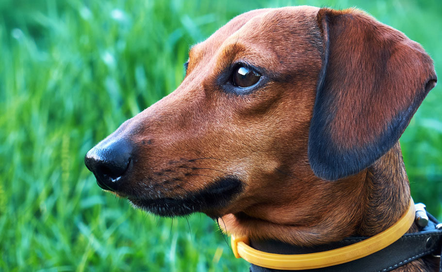 Small dog in the grass where fleas can be found.