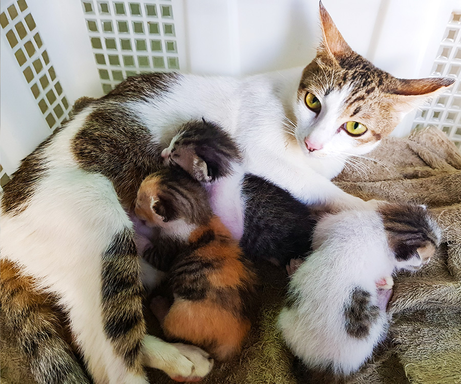 How to foster kittens - Mother cat and kittens in basket.