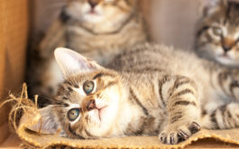 How to foster kittens - Three tabby kittens playing in a cardboard box.