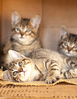How to foster kittens - Three tabby kittens playing in a cardboard box.