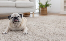 A pug sits in a clean home.