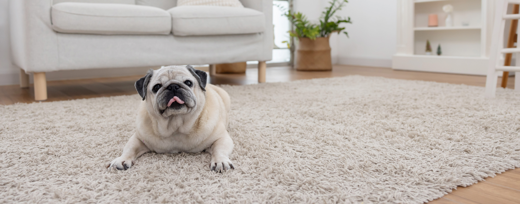 A pug sits in a clean home.