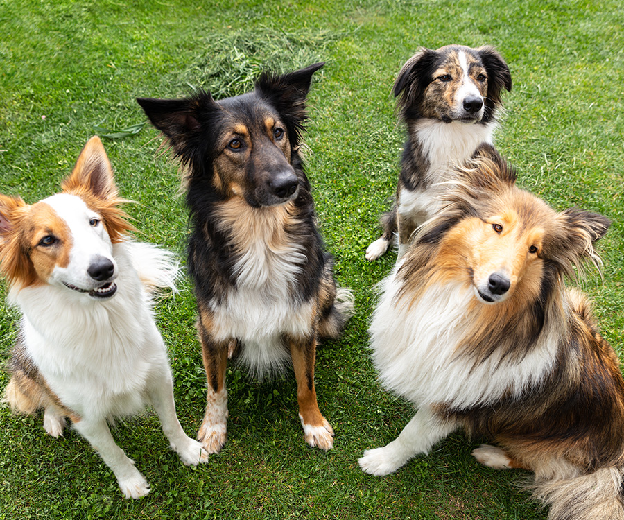 Purebred dogs vs mixed breeds - Four mixed-breed and purebred dogs sitting in the garden